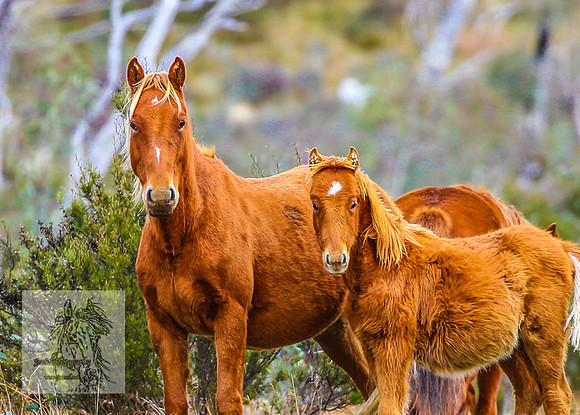 Brumbies17May2022_0159