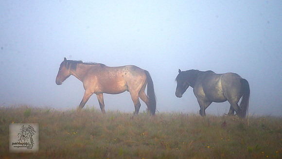 Brumbies21Dec2022_0042edit
