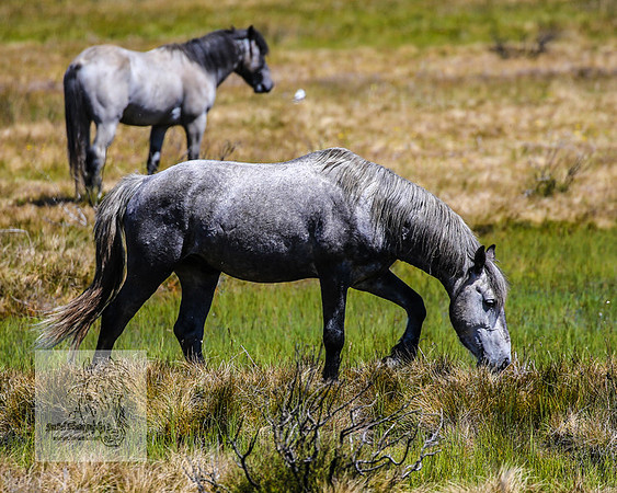 Brumbies23Dec2022_0465