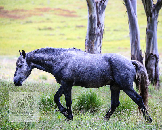 Brumbies22Dec2022_0078