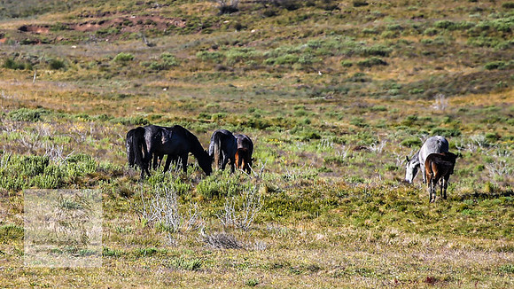 Brumbies23Dec2022_0006