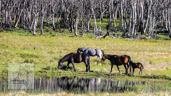 Brumbies23Dec2022_0084