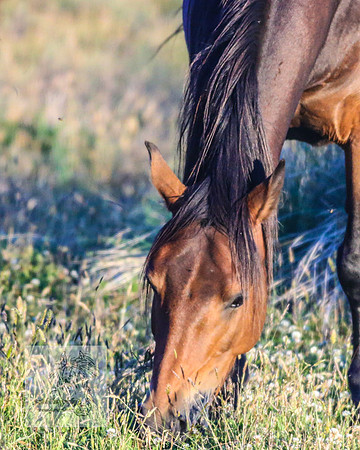 Brumbies28Dec22_0067