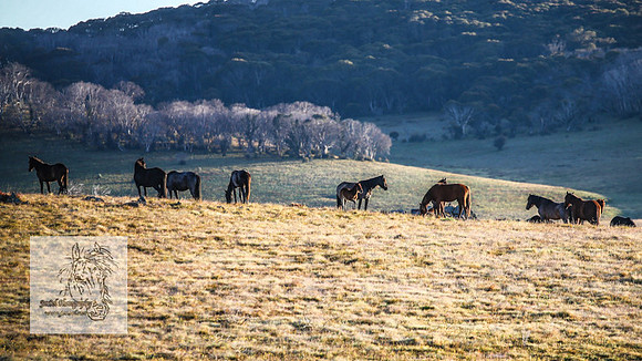 Brumbies26Dec22-7