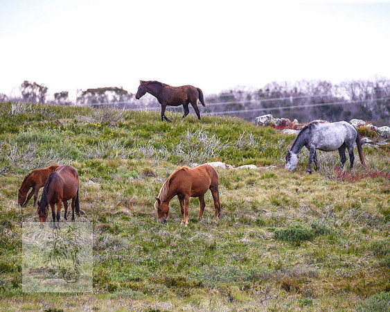 Brumbies21Dec2022_0481