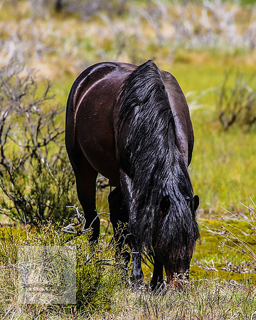 Brumbies23Dec2022_0377