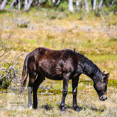 Brumbies23Dec2022_0409