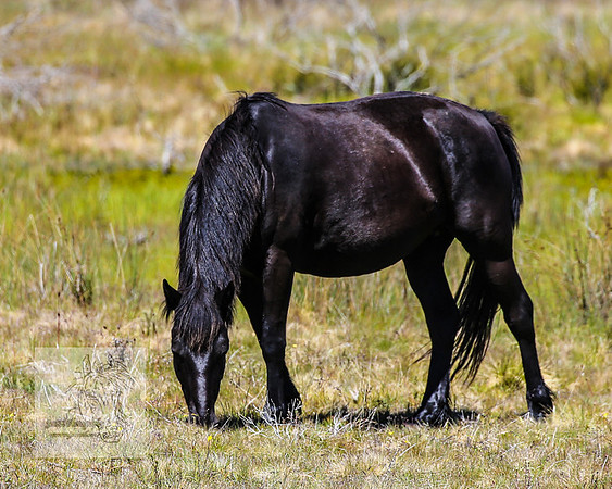 Brumbies23Dec2022_0385
