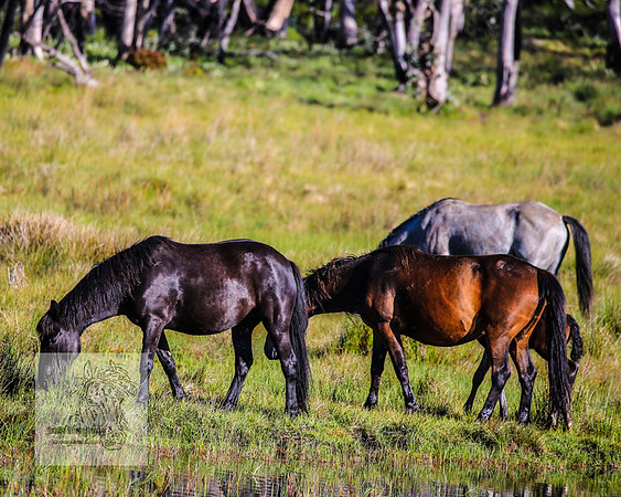 Brumbies23Dec2022_0085