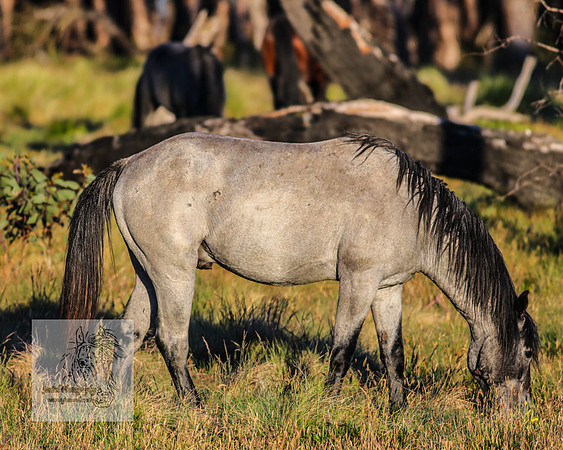 Brumbies28Dec22_0153