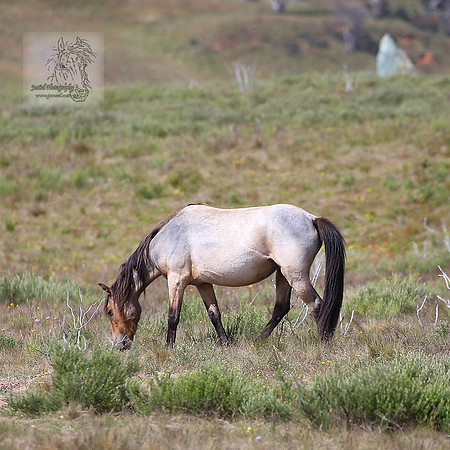 Brumbies21Dec2022_0122edit