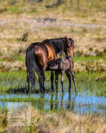Brumbies23Dec2022_0459