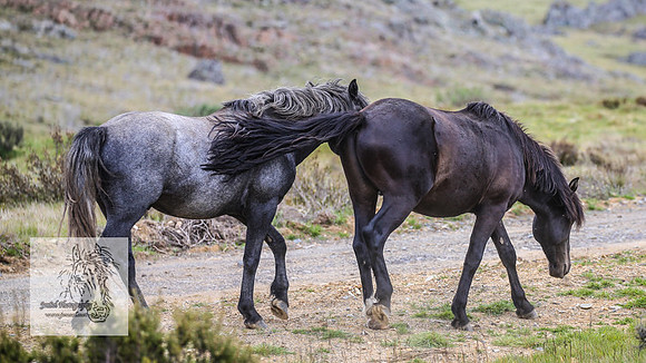 Brumbies26Dec22-270