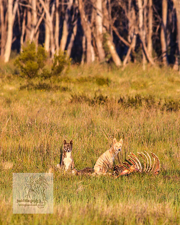 Brumbies28Dec22_0054