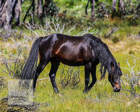 Brumbies23Dec2022_0346