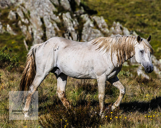 Brumbies23Dec2022_1503