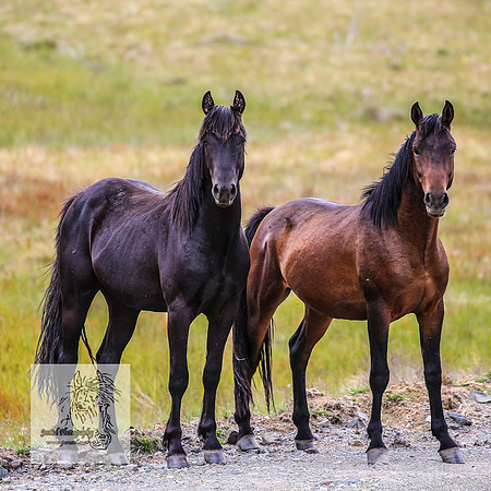 Brumbies26Dec22-244