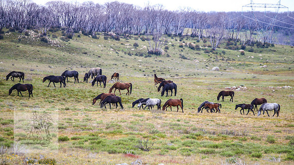 Brumbies21Dec2022_0451