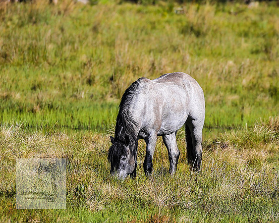 Brumbies23Dec2022_0117