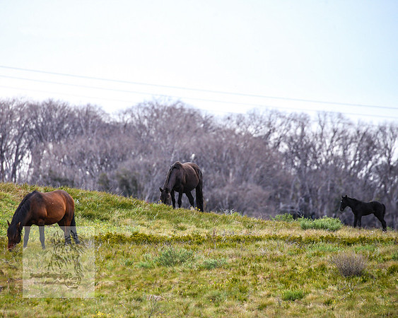Brumbies21Dec2022_0494