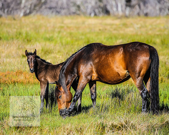 Brumbies23Dec2022_0153