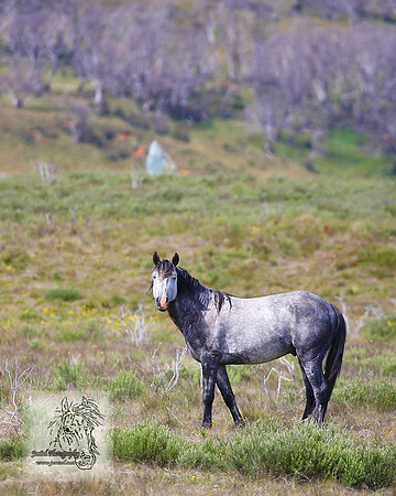 Brumbies21Dec2022_0083edit