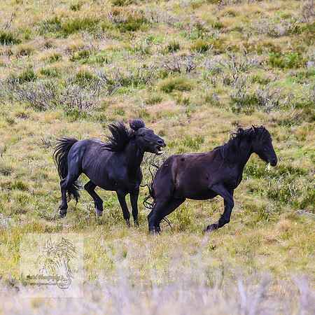 Brumbies21Dec2022_0473