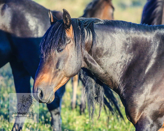 Brumbies28Dec22_0070