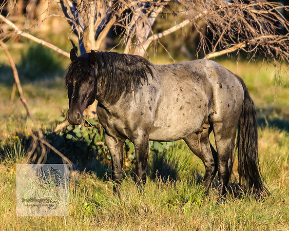 Brumbies28Dec22_0096