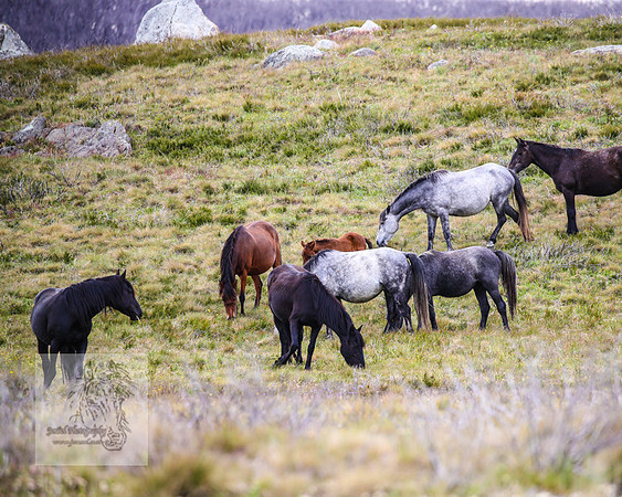 Brumbies21Dec2022_0501