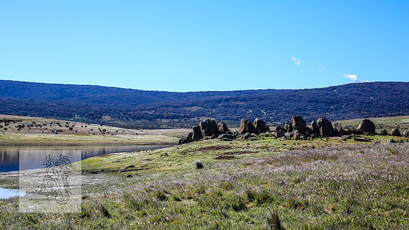 Brumbies23Dec2022_0837
