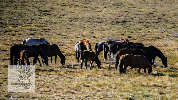 Brumbies26Dec22-146