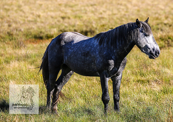 Brumbies25Dec22-10