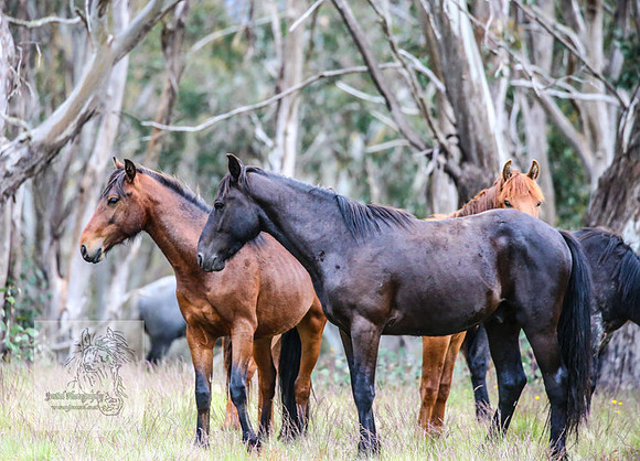 Brumbies22Dec2022_0030