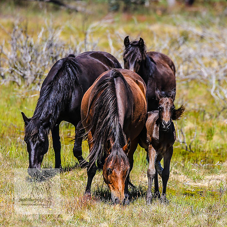 Brumbies23Dec2022_0367