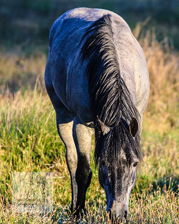 Brumbies28Dec22_0103