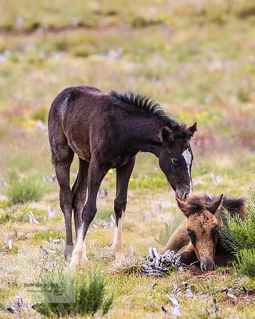 Brumbies21Dec2022_0380