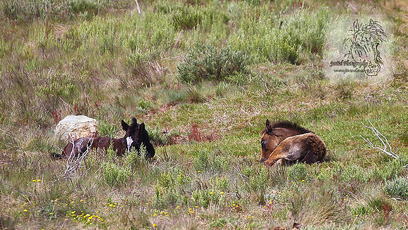 Brumbies21Dec2022_0131edit