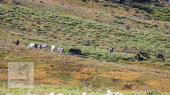 Brumbies23Dec2022_0018
