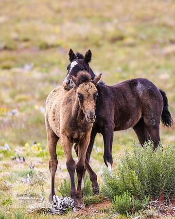 Brumbies21Dec2022_0369