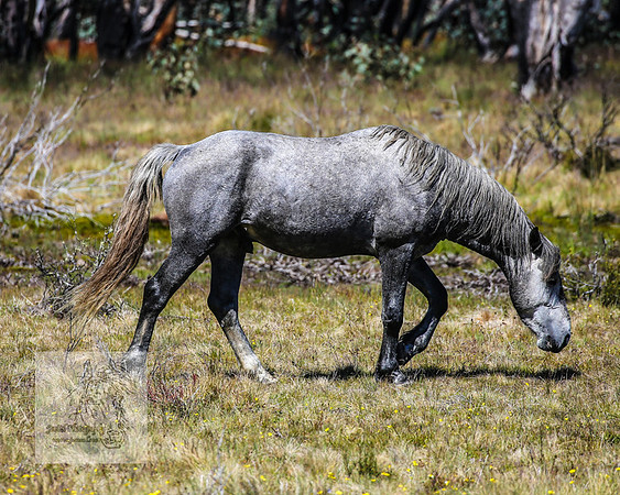 Brumbies23Dec2022_0454