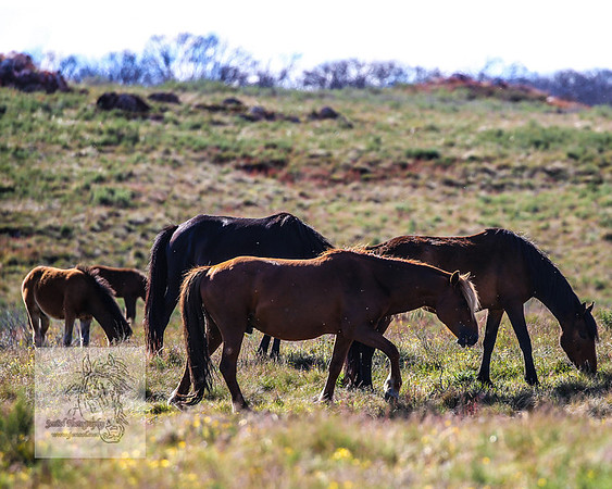 Brumbies23Dec2022_1408
