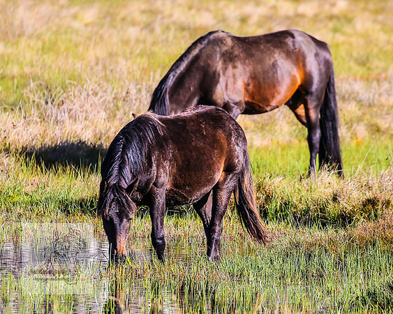 Brumbies23Dec2022_0112