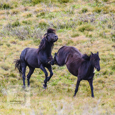 Brumbies21Dec2022_0475