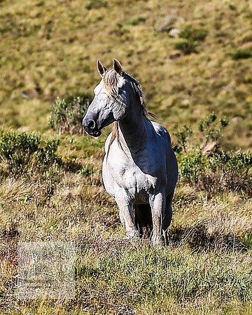 Brumbies23Dec2022_1514