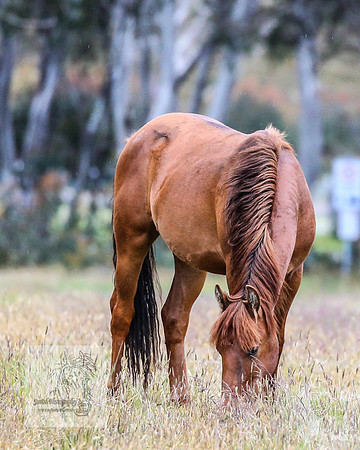 Brumbies22Dec2022_0004