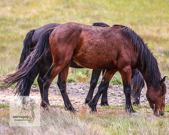 Brumbies26Dec22-221