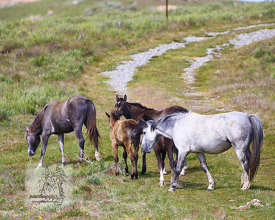 Brumbies21Dec2022_0105edit