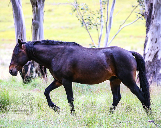 Brumbies22Dec2022_0082