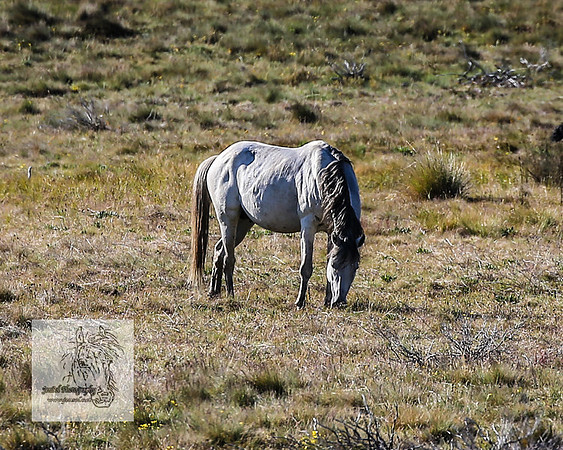 Brumbies26Dec22-217